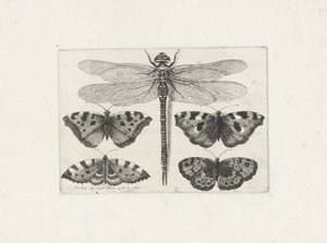Sudenkorento ja neljä perhosta tekijältä Wenceslaus Hollar