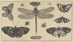Sudenkorento, leppäkerttu ja perhosia Erilaisia ​​hyönteisiä (sarjan nimi) Diversae Insectorum (sarjan nimi) tekijältä Wenceslaus Hollar