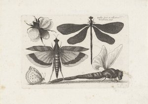 Sudenkorennot, perhonen ja kimalainen Hyönteiset (sarjan nimi) Muscarum Scarabeorum (sarjan nimi) tekijältä Wenceslaus Hollar