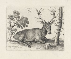 Makaava peura, oikealle tekijältä Wenceslaus Hollar