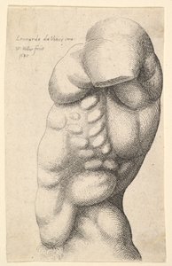 Miesten vartalo kaulasta lantioon profiilissa vasemmalle, 1645. tekijältä Wenceslaus Hollar