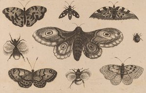 Koi, perhoset ja mehiläiset. tekijältä Wenceslaus Hollar