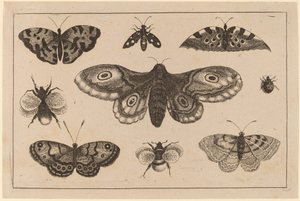 Koi, perhoset ja mehiläiset tekijältä Wenceslaus Hollar