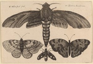 Koi ja kolme perhosta tekijältä Wenceslaus Hollar