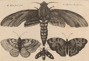 Koi ja kolme perhosta, 1646. tekijältä Wenceslaus Hollar