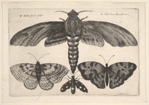 Koi ja kolme perhosta, 1646. tekijältä Wenceslaus Hollar