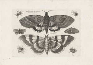 Motten en kleine insecten Insecten (series title) Muscarum Scarabeorum (series title) tekijältä Wenceslaus Hollar