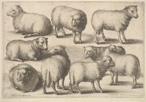Yhdeksän lammasta, 1646. tekijältä Wenceslaus Hollar