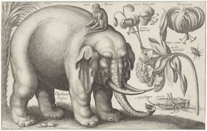 Elefantti, apina, kukat ja hyönteiset Kasvit ja eläimet (sarjan nimi) Animalium Ferarum (sarjan nimi esineessä) tekijältä Wenceslaus Hollar