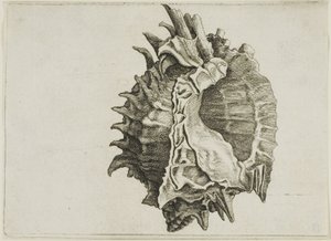 Pink-Mouth Murex (phyllonotus erythrostomus) tekijältä Wenceslaus Hollar