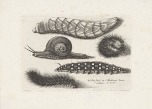 Toukat ja etana Hyönteiset (sarjan nimi) Muscarum Scarabeorum (sarjan nimi) tekijältä Wenceslaus Hollar