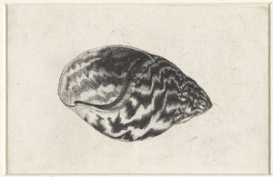 Kuori, achatina achatina Shells (sarjan nimi) tekijältä Wenceslaus Hollar