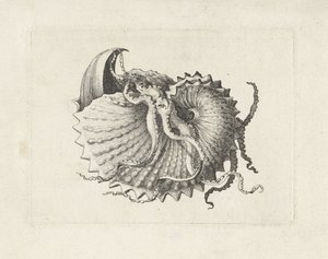 Kuori, argonauta nodosa Shells (sarjan nimi) tekijältä Wenceslaus Hollar