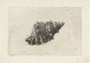 Kuori, bursa rubeta Shells (sarjan nimi) tekijältä Wenceslaus Hollar