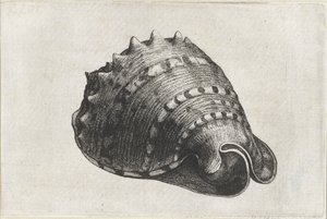 Kuori, cassis cornuta Shells (sarjan nimi) tekijältä Wenceslaus Hollar