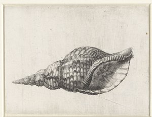 Kuori, charonia tritonis Shells (sarjan nimi) tekijältä Wenceslaus Hollar