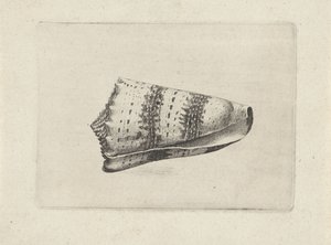 Shell, cone imperialis Shells (sarjan nimi) tekijältä Wenceslaus Hollar