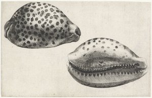 Kuori, cypraea tigris Shells (sarjan nimi)