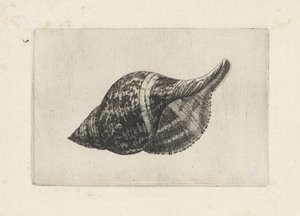 Kuori, fasciolaria tulipa Shells (sarjan nimi) tekijältä Wenceslaus Hollar