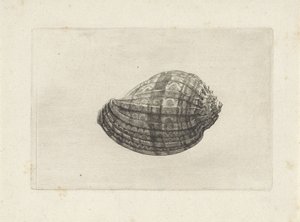 Shell, harpa-duuri Shells (sarjan nimi) tekijältä Wenceslaus Hollar