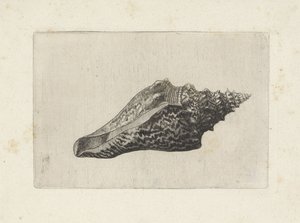 Kuori, hemifusus ternatanus Shells (sarjan nimi) tekijältä Wenceslaus Hollar