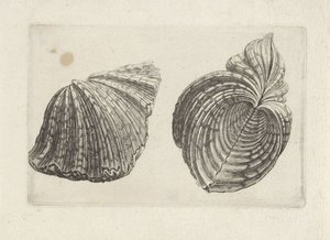 Kuori, virtahepo virtahepo Shells (sarjan nimi)