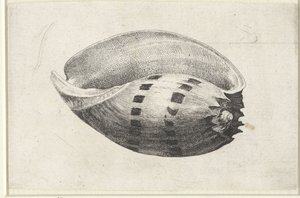 Kuori, melo amfora Shells (sarjan nimi) tekijältä Wenceslaus Hollar