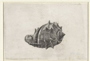 Kuori, melongena melongena Shells (sarjan nimi) tekijältä Wenceslaus Hollar