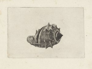 Kuori, melongena melongena Shells (sarjan nimi) tekijältä Wenceslaus Hollar