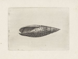 Kuori, mitra papalis Shells (sarjan nimi) tekijältä Wenceslaus Hollar