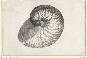 Kuori, nautilus pompilius Shells (sarjan nimi) tekijältä Wenceslaus Hollar