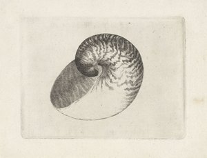 Kuori, nautilus pompilius Shells (sarjan nimi) tekijältä Wenceslaus Hollar