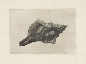 Kuori, pleuroploca trapetsium Shells (sarjan nimi) tekijältä Wenceslaus Hollar