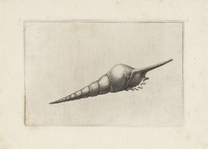Schelp, huilu kara melanocheilus Schelpen (sarjan nimi) tekijältä Wenceslaus Hollar