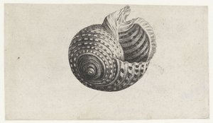 Kuori, tonna dolium Shells (sarjan nimi) tekijältä Wenceslaus Hollar