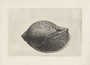 Kuori, tonna perdix Shells (sarjan nimi) tekijältä Wenceslaus Hollar