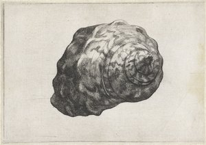 Shell, turbo sarmaticus Shells (sarjan nimi) tekijältä Wenceslaus Hollar
