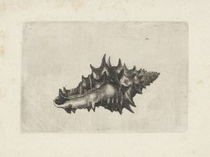 Kuori, vasum ceramicum Shells (sarjan nimi) tekijältä Wenceslaus Hollar