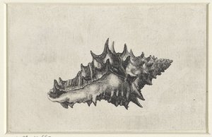 Kuori, vasum ceramicum Shells (sarjan nimi) tekijältä Wenceslaus Hollar