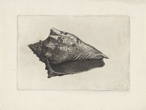 Kuori, voluta ebraea Shells (sarjan nimi) tekijältä Wenceslaus Hollar