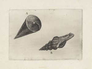 Kuoret, telescopium telescopium (A) ja fusinus laticostatus (B) Shells (sarjan nimi) tekijältä Wenceslaus Hollar