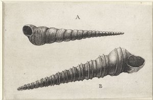 Simpukat, turritella terebra (A) ja turritella duplicata (B) Shells (sarjan nimi) tekijältä Wenceslaus Hollar