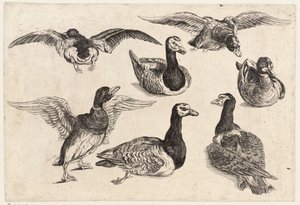 Seitsemän ankkaa tekijältä Wenceslaus Hollar