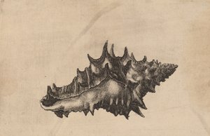 Shell Vasum ceramicum, n. 1645. tekijältä Wenceslaus Hollar