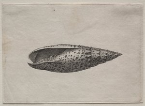 Kuoret: Mitra papalis L tekijältä Wenceslaus Hollar