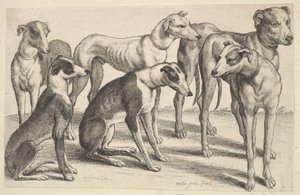 Six Hounds, 1646. tekijältä Wenceslaus Hollar