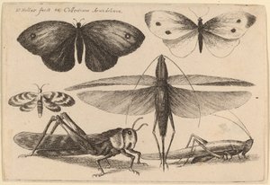 Kuusi hyönteistä tekijältä Wenceslaus Hollar