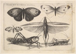 Kuusi hyönteistä, 1646. tekijältä Wenceslaus Hollar
