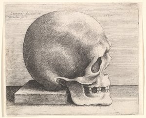 Kallo profiilissa oikealle, 1645. tekijältä Wenceslaus Hollar