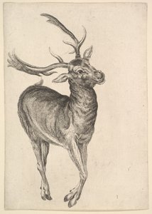 Polttarit, 1625-77. tekijältä Wenceslaus Hollar